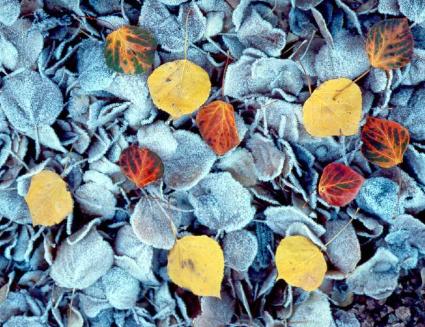 Download: Leaves