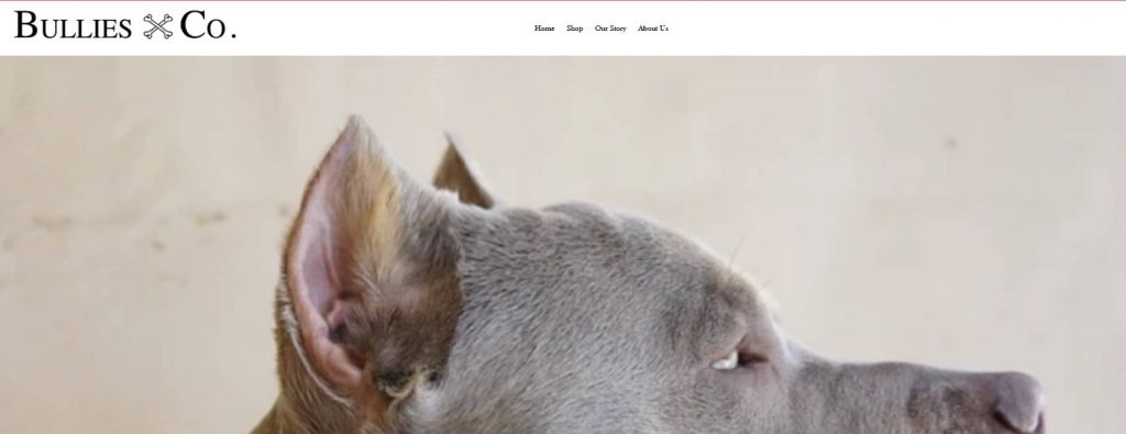 Bullies and Co. logo with close-up of a relaxed pit bull showcasing the brand’s dog-focused identity