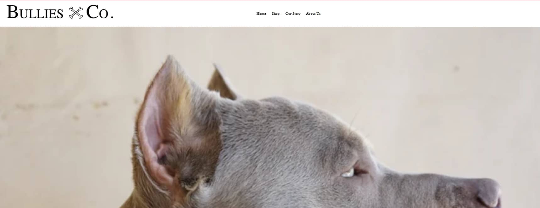 Bullies and Co. logo with close-up of a relaxed pit bull showcasing the brand’s dog-focused identity