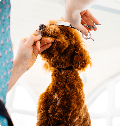 Dog Getting Haircut